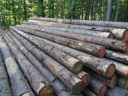 云杉原木報價 廠家